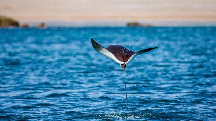 Modula Ray leaping in BBC's Blue Planet II