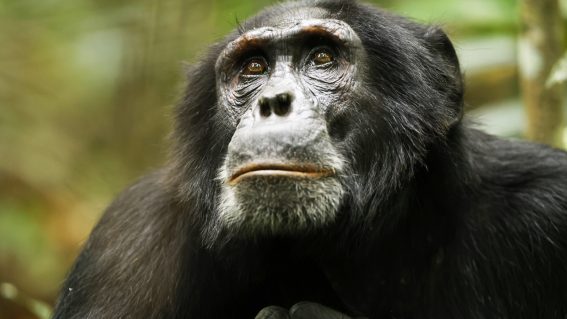 Let’s talk about the voice-over narration in Chimp Empire