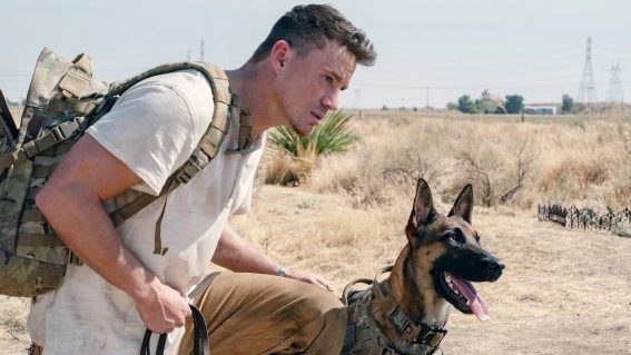 Channing Tatum’s shaggy road trip story Dog is now in cinemas