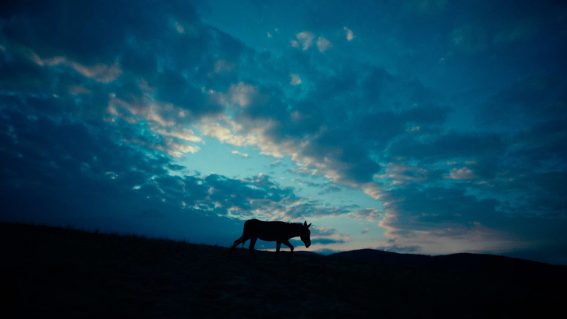 Doing NZIFF? Here’s why you should see the trippy donkey movie