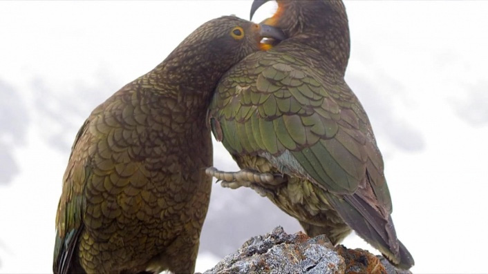 Keas: NZ's Witty Daredevils