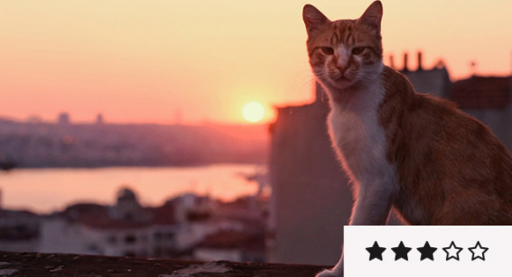 Review: ‘Kedi’ is Easy-Going in Mood and Pacing