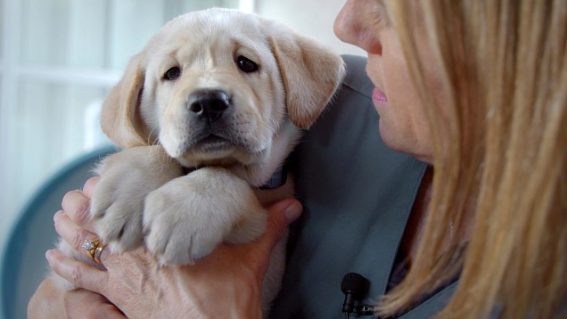 Pick of the Litter and five other documentaries for dog lovers